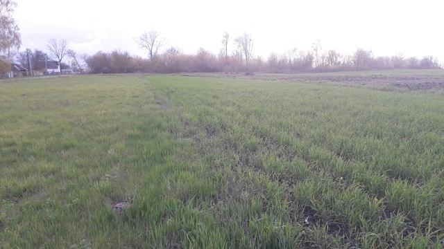 Так еще никто не косил кукурузу, мотокосой.