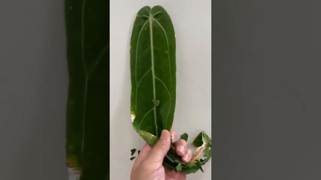Asmr queen anthurium large long huge leaf after pruning and trimming