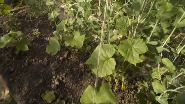 Подкормки ,формирование огурцов в теплице.