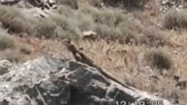Кивки кавказской агамы