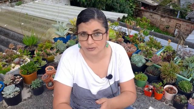 10 Mitos sobre las Suculentas