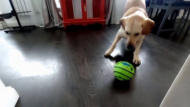 Лучшая игрушка для собаки | Интерактивный мячик