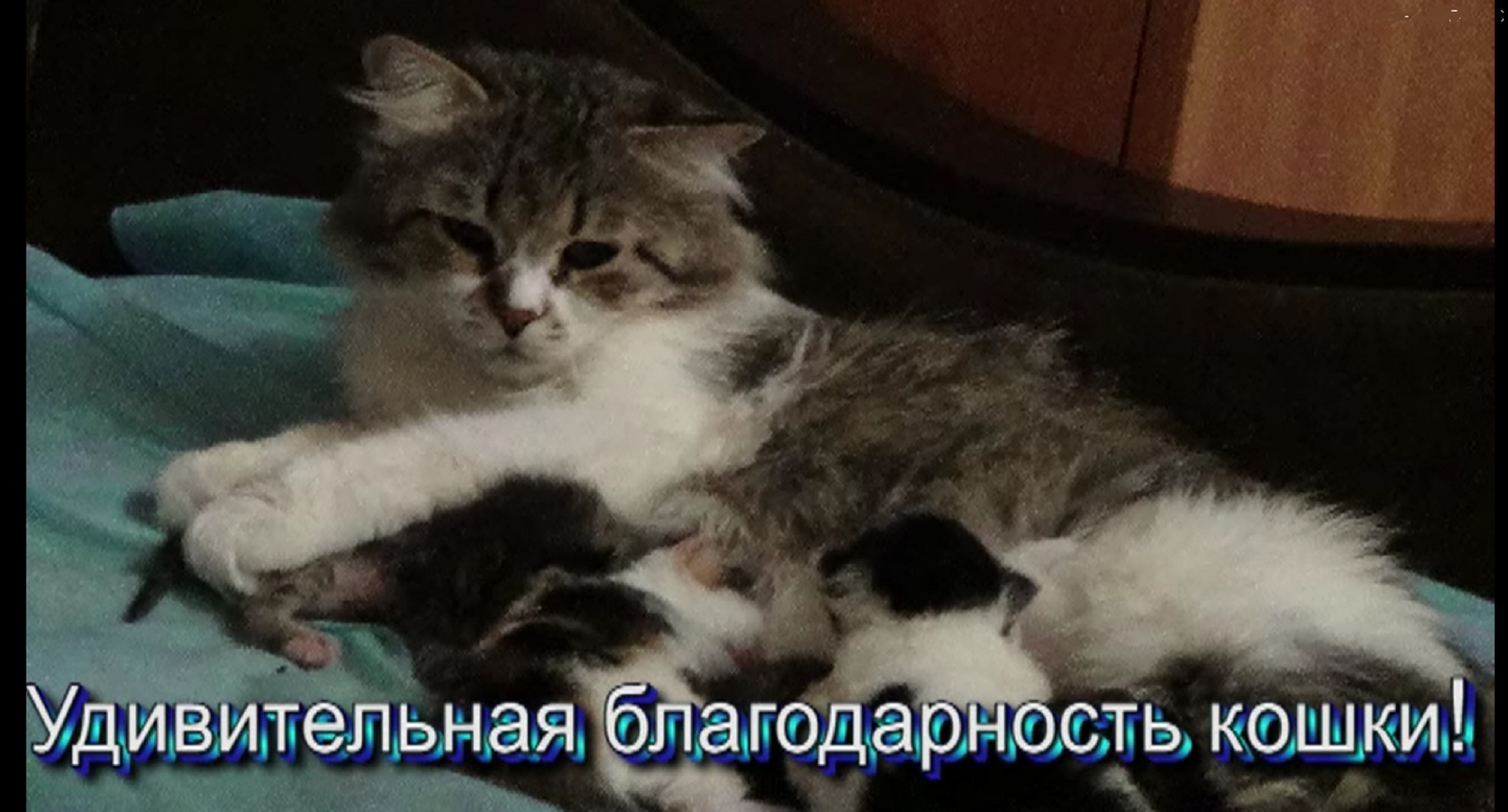 Удивительная благодарность кошки,