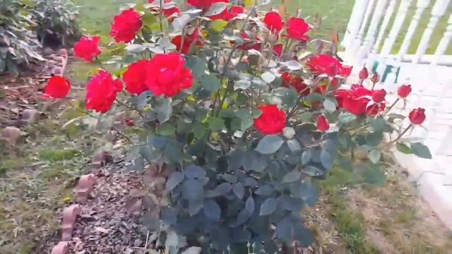 Розы -5 самых красивых и обильно цветущих в моем саду в этом сезоне!.mp4