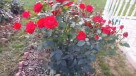 Розы -5 самых красивых и обильно цветущих в моем саду в этом сезоне!.mp4