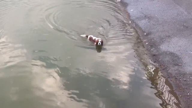 Mоя собака 2