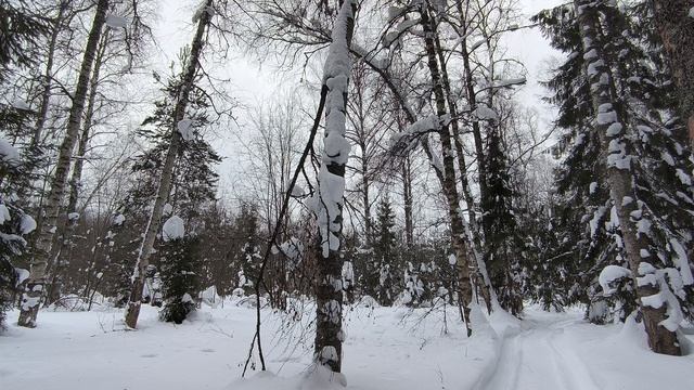 Заснеженный лес. ч.2. Февраль 2024