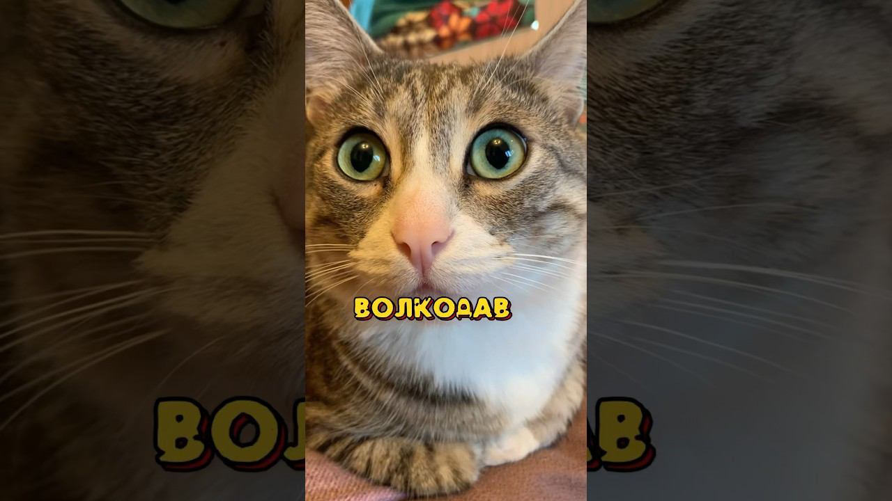 Волкодав #cat #котики #animal #кот #мем #котик #а4 #юмор #коты