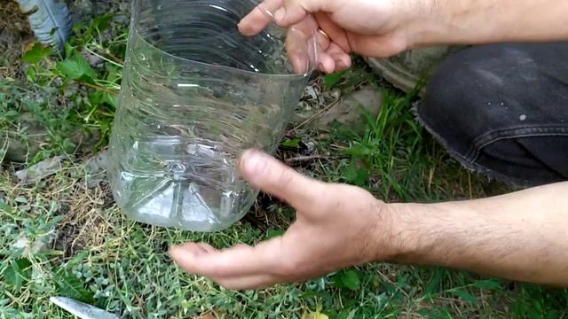 Сорт смородины ЯДРЕНАЯ(результат окоренения черенков)