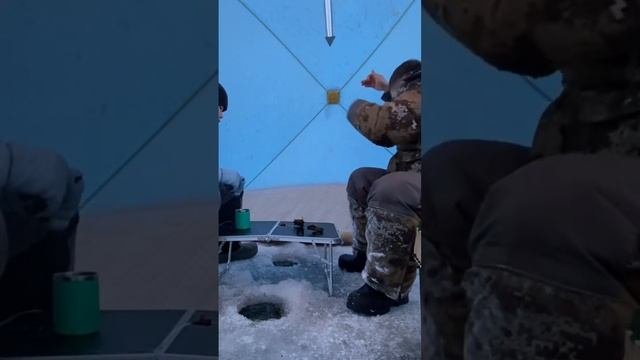 Сиг пыжьян рыбалка рыбалканаямале