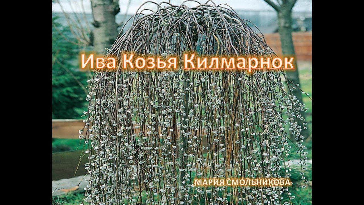 Ива Козья Килмарнок на штамбе.