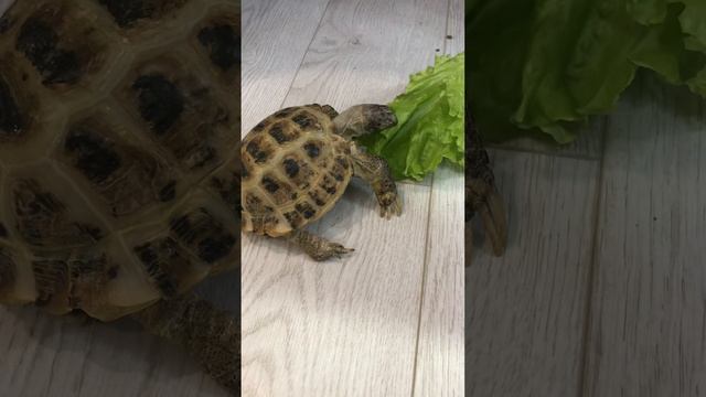 Черепаха ест 🐢