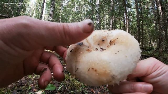 МНОГО ГРИБОВ ПОВСЮДУ! Новое Грибное Место - Лес Удивляет - Грибы 2020