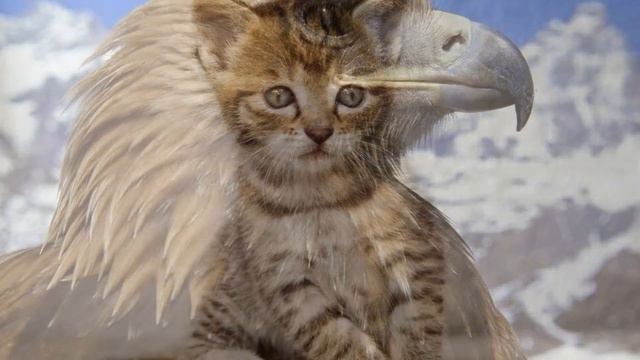 Классные животные. Выпуск #1
