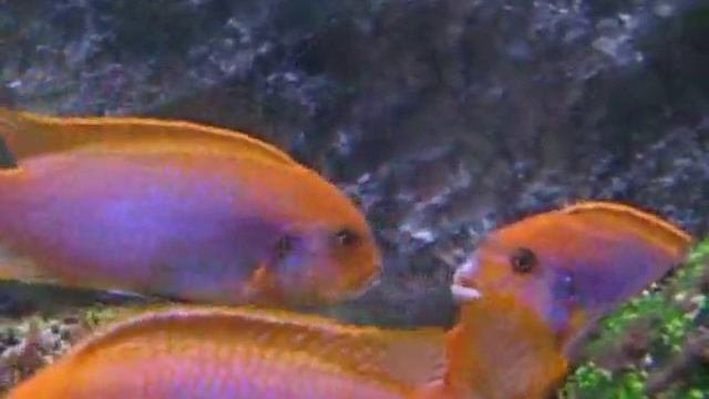 Iodotropheus Sprengerae Fighting
