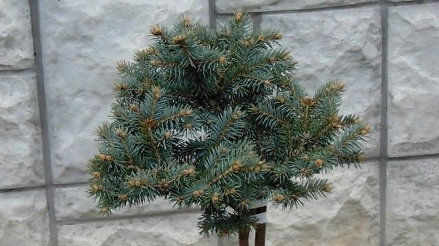 Picea pungens Glauca Compacta