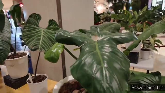 Arid & Aroids Rare na Halaman sa Shangrila. 1 Million na Sansevieria (baby ng nawalang mother plant