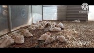 Подготовка теплицы к заселению птицы
