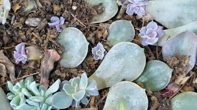 echeveria perle von nurnberg reproduccion y cuidados  CHUYITO JARDINERO