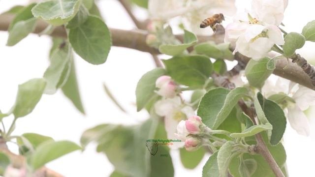 World Bee Day:  Shining A Light On Pollinators 🐝