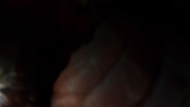 Собака сняла на видео свой рот изнутри
