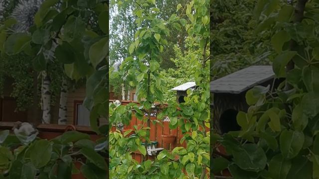 У бельчатников