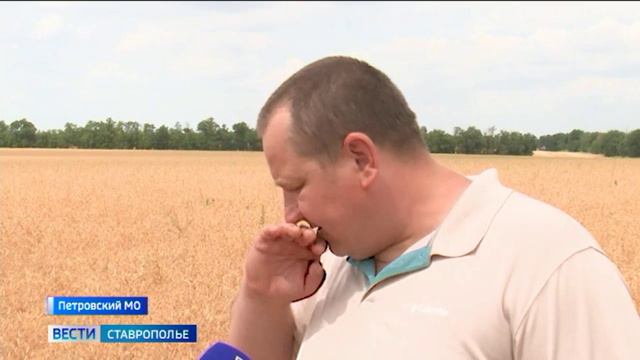 Аграрии Ставрополья борются за посевы после засушливой погоды