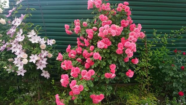 Rose Rosarium Uеtersen