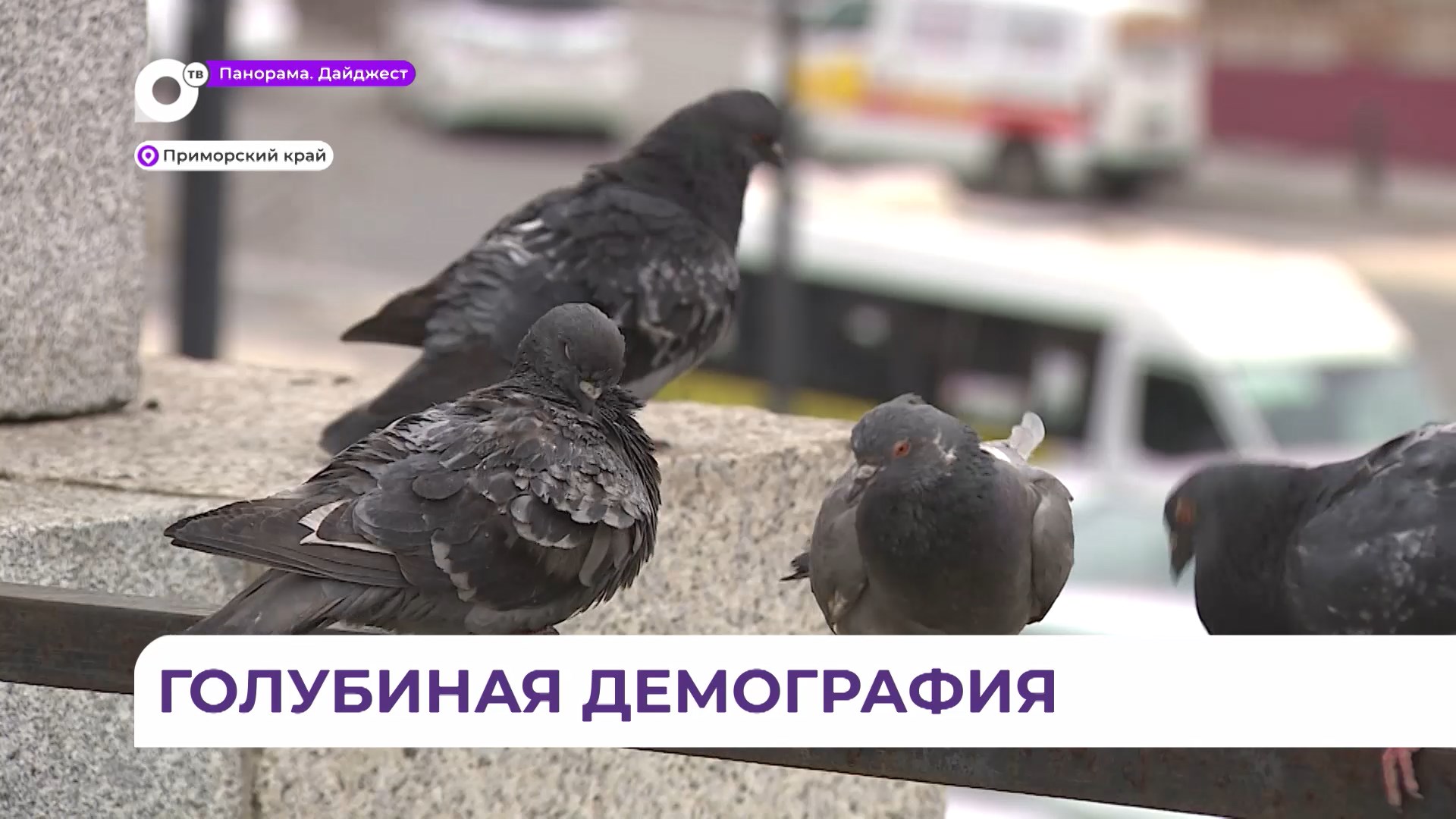 В Приморье резко увеличилась популяция голубей