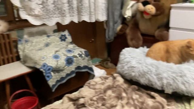 Вечерние посиделки. 26 октября. Топтун Рудик, красавица Мальвинка.