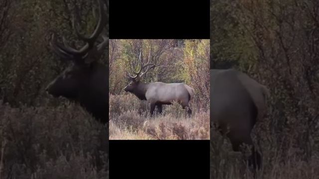 замануха для аленя#shorts#video#мужик#брак#обман#отношения#любовь#алень#мд#жизнь#девушка#жена