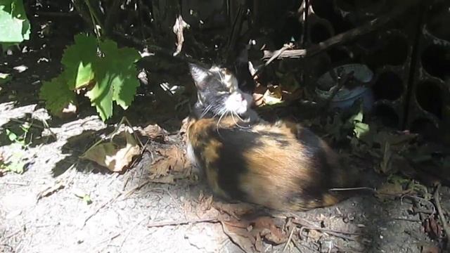 Редкая трёхцветная кошка крысоловка Rare three-colored cat rat-cat