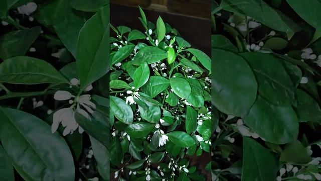 Как заставить цвести цитрусовые ( Каламандин, Лимон, Мандарин, Грейпфрут)