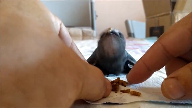 Птенец стрижа.
