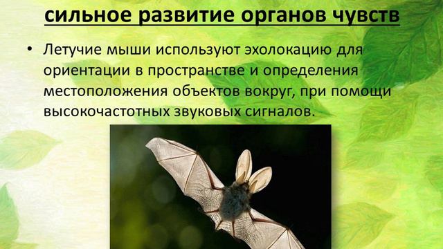 Физиологические адаптации