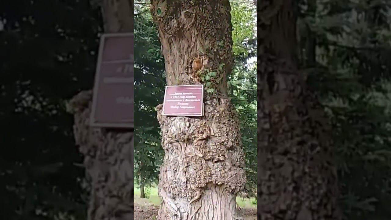 Тополь 1951г, который посадил сам Логинов, основатель города Волжский.