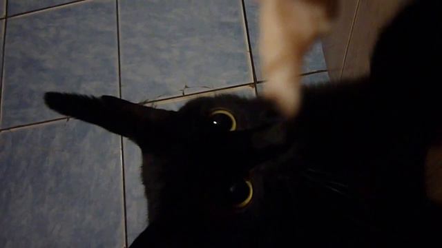 Котенок хочет кушать))