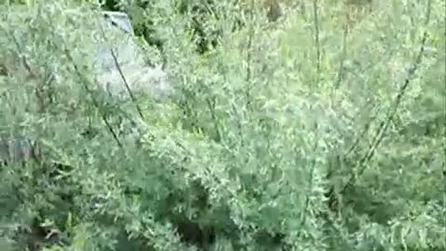 ХАРД