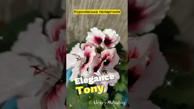 Королівська пеларгонія Elegance Tony