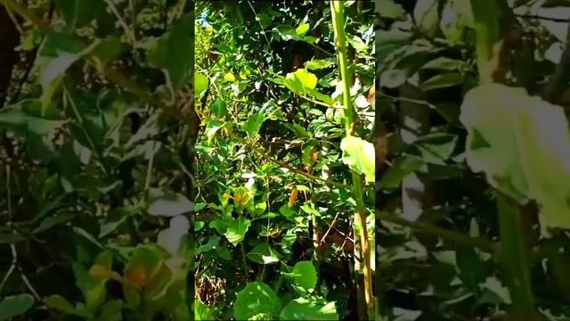 Сочи центральный парк Ривьера Вардане ??? затерянная папка с видео ?