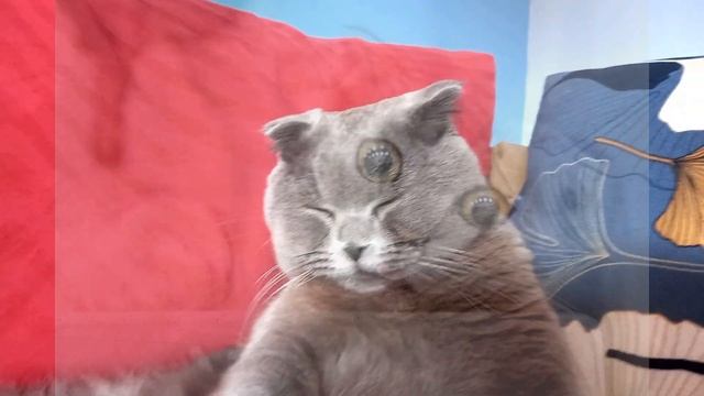 КОТ БАКС/ЧЕМ НЕЛЬЗЯ КОРМИТЬ КОТОВ, НИКОГДА НЕ КОРМИ ЭТИМ СВОЕГО КОТА\BRITISH CAT.