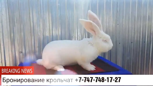 Племенные кролики породы Ризен. Крол 1 год ухо 23 см вес 9.3 кг линия Райко Байло Украина