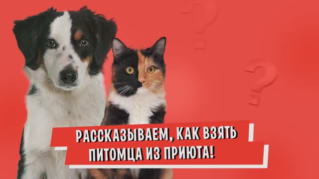 Как забрать питомца из приюта: фестиваль WOOF в Москве!