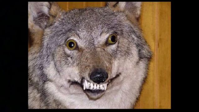 целую 1 минуту и 33 секунды пытаюсь найти себе оправдания| два хорька, но я один| Саша