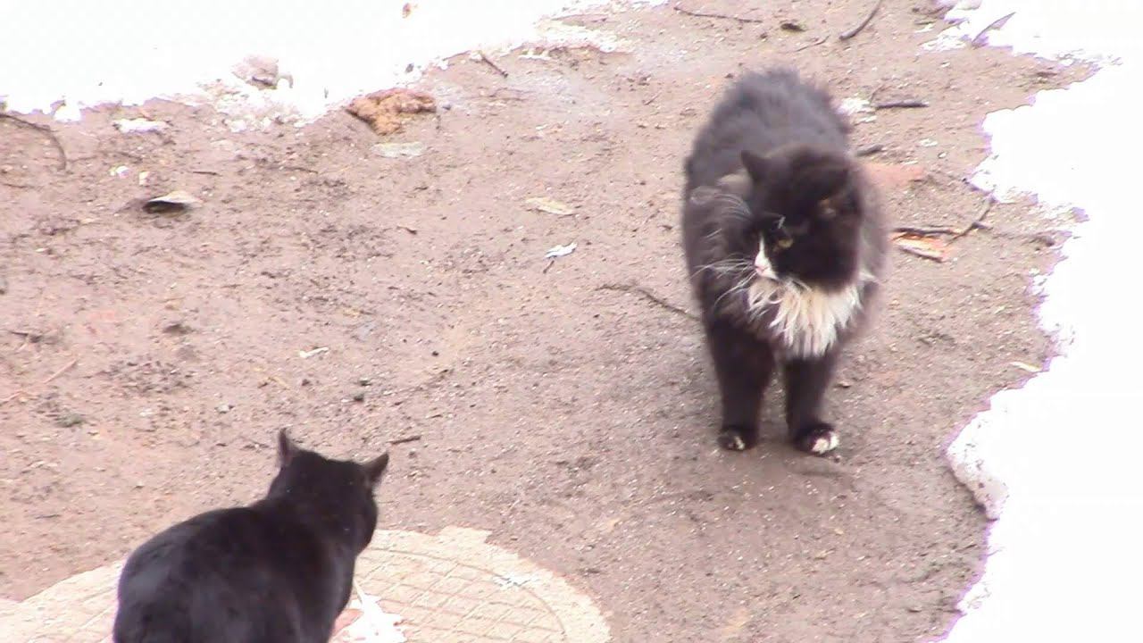 Чужой кусок слаще
