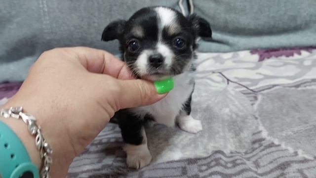 Кто к нам приехал? Мажориковичи питомник чихуахуа Кастропуло Крым ❤️ +79787458062 viber WhatsApp