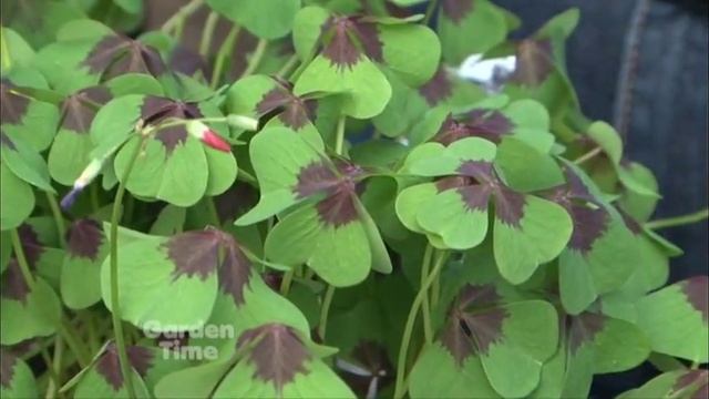 Plant Pick - Oxalis Iron Cross