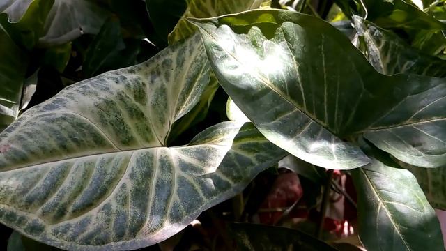 34 How to grow n care Syngonium angustatum/Arrowhead Vine plant (Araceae)🌿 (HINDI/urdu )  - 18/5/16