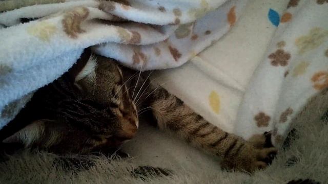 Почему мой кот замерзает