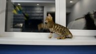 Бенгальские котята